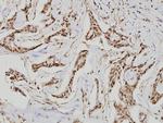 GUCY1B3 Antibody in Immunohistochemistry (Paraffin) (IHC (P))