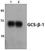 GUCY1B3 Antibody in Western Blot (WB)