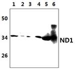 MT-ND1 Antibody in Western Blot (WB)