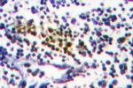 NYREN18 Antibody in Immunohistochemistry (Paraffin) (IHC (P))