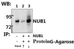 NYREN18 Antibody in Immunoprecipitation (IP)