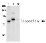 RPH3A Antibody in Western Blot (WB)