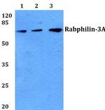 RPH3A Antibody in Western Blot (WB)