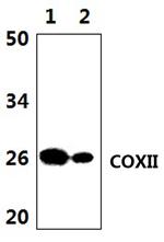 MTCO2 Antibody in Western Blot (WB)