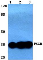 PSGR Antibody in Western Blot (WB)