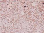 DEFA1 Antibody in Immunohistochemistry (Paraffin) (IHC (P))