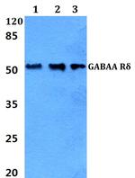 GABRD Antibody in Western Blot (WB)