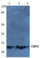 CHP2 Antibody in Western Blot (WB)