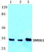 SMUG1 Antibody in Western Blot (WB)