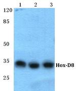 HOXD8 Antibody in Western Blot (WB)