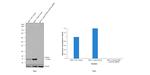 IFITM3 Antibody