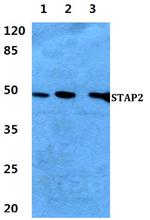 STAP2 Antibody in Western Blot (WB)