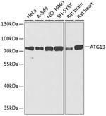 ATG13 Antibody in Western Blot (WB)