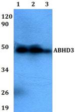 ABHD3 Antibody in Western Blot (WB)