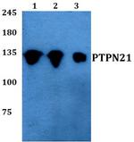 PTPN21 Antibody in Western Blot (WB)