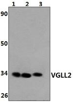 VGLL2 Antibody in Western Blot (WB)