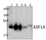 ASF1A Antibody in Western Blot (WB)