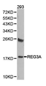 REG3A Antibody in Western Blot (WB)