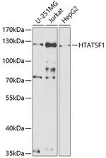 HTATSF1 Antibody in Western Blot (WB)