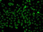 PLCXD2 Antibody in Immunocytochemistry (ICC/IF)