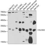 PLCXD2 Antibody in Western Blot (WB)