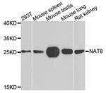 NAT8 Antibody in Western Blot (WB)