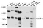 KLHL9 Antibody in Western Blot (WB)