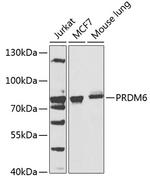 PRDM6 Antibody in Western Blot (WB)