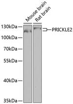 PRICKLE2 Antibody in Western Blot (WB)