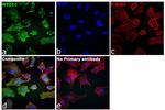 MYO10 Antibody in Immunocytochemistry (ICC/IF)