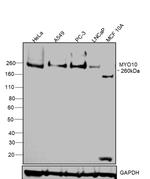 MYO10 Antibody in Western Blot (WB)