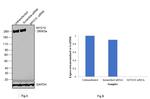 MYO10 Antibody in Western Blot (WB)