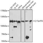 C17orf70 Antibody in Western Blot (WB)