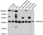 MARCH9 Antibody in Western Blot (WB)