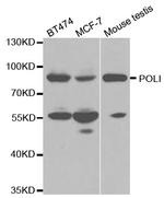 POLI Antibody in Western Blot (WB)