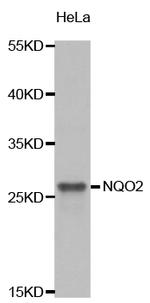 NQO2 Antibody in Western Blot (WB)