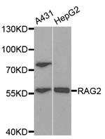 RAG2 Antibody in Western Blot (WB)