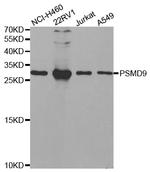 PSMD9 Antibody in Western Blot (WB)