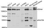 P4HTM Antibody in Western Blot (WB)