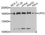 UPF2 Antibody in Western Blot (WB)