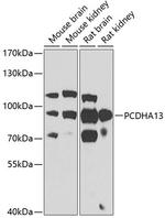 PCDHA13 Antibody in Western Blot (WB)