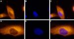 ADORA3 Antibody in Immunocytochemistry (ICC/IF)