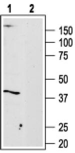 ADORA3 Antibody in Western Blot (WB)