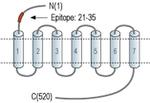 alpha-1b Adrenergic Receptor (extracellular) Antibody