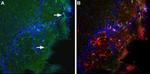 BAI1 (extracellular) Antibody in Immunohistochemistry (Frozen) (IHC (F))