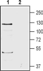 BAI1 (extracellular) Antibody in Western Blot (WB)