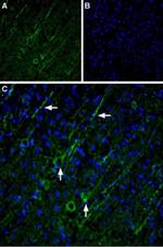 TRPC5 Antibody in Immunohistochemistry (IHC)