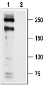 CaV1.2 Antibody in Western Blot (WB)