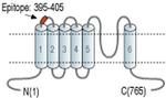 TRPV6 (extracellular) Antibody