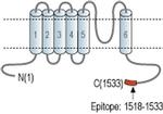 TRPM1 Antibody